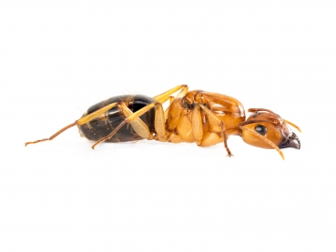 Camponotus maculatus subnudus